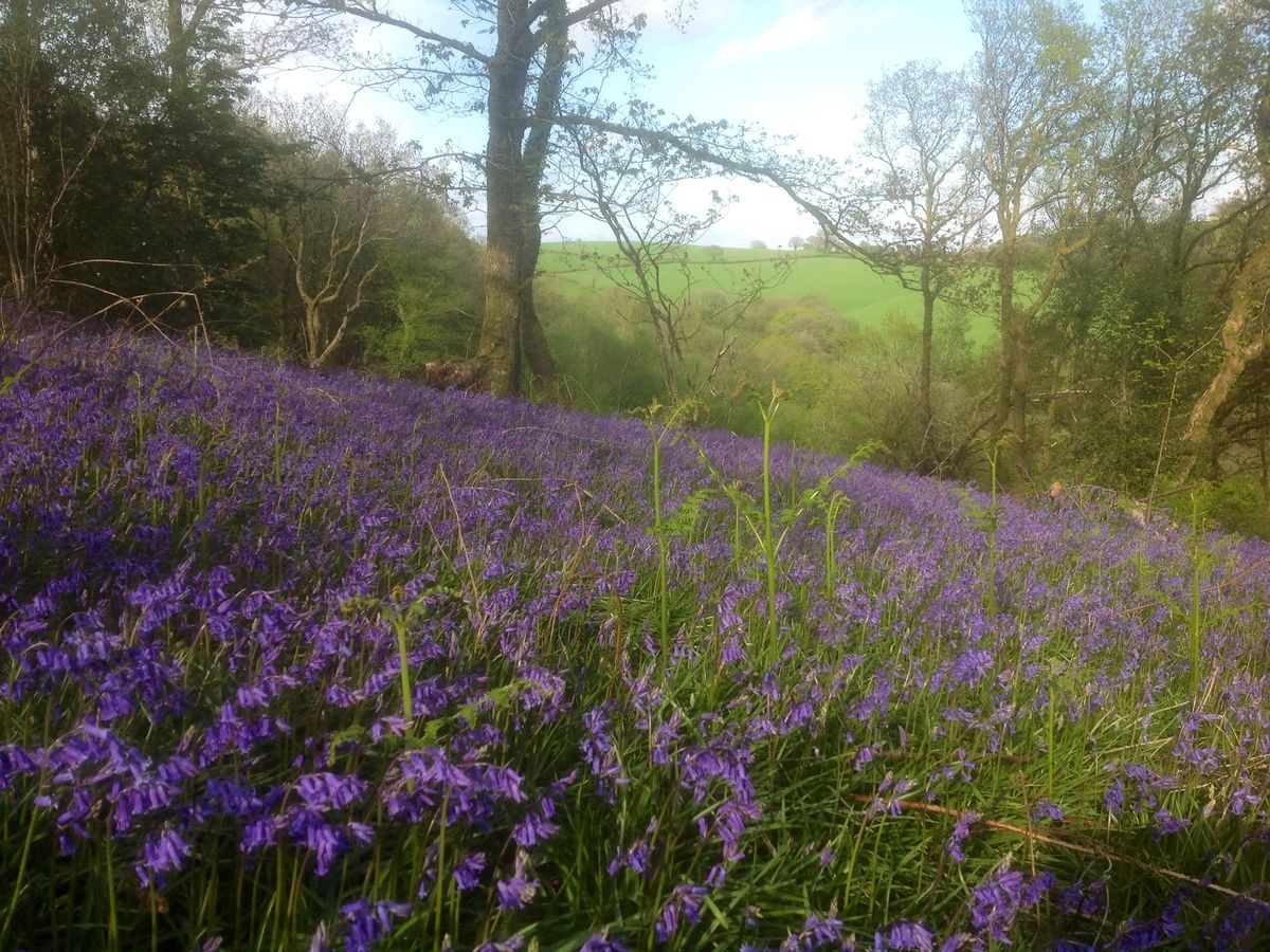 Bluebells in the woods in May